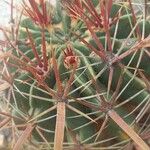 Ferocactus latispinus Bark