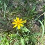 Senecio ampullaceus Flower