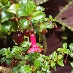 Fuchsia microphylla Virág