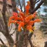 Fouquieria formosa Кветка