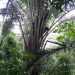 Raphia monbuttorum Hábito