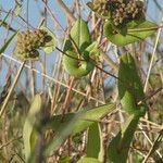 Bupleurum lancifolium Anders