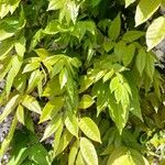 Wisteria sinensis Leaf