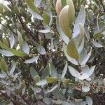 Euclea crispa برگ