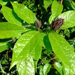 Calycanthus floridus Leaf