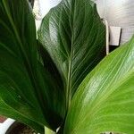 Anthurium jenmanii Leaf