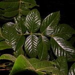Inga sapindoides Hoja