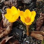 Crocus chrysanthus Flor