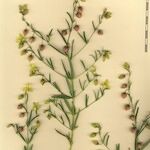 Helianthemum aegyptiacum Інше