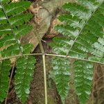 Triplophyllum troupinii Deilen