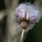 Cirsium canum Frucht