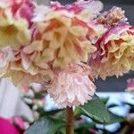 Kalanchoe miniata Flower