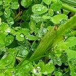 Neotinea tridentata Corteza