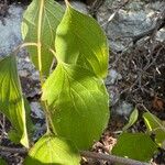 Cornus drummondii Foglia