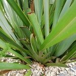 Phormium tenax Fuelha