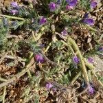 Echium arenarium Flor