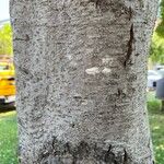 Alnus cordata Rusca