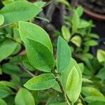 Magnolia figo Hoja