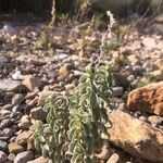 Mercurialis tomentosa Habit