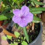 Ruellia simplexFlower