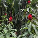 Costus comosus Flower