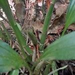 Calanthe madagascariensis Otro