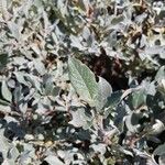 Salix lapponum Yaprak