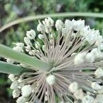 Allium guttatum Květ