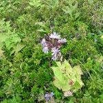 Lactuca alpina Flor