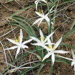 Leucocrinum montanum عادت