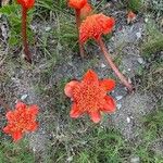 Haemanthus coccineus फूल