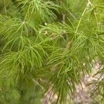 Asparagus umbellatus Leaf