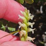 Spiranthes romanzoffiana Flower