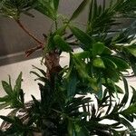 Podocarpus macrophyllus 叶