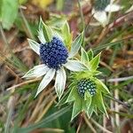 Eryngium carlinae Іншае