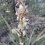 Yucca baccata Blüte