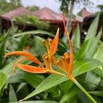 Heliconia psittacorum Blodyn