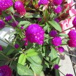 Gomphrena globosa Blatt