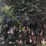 Oreopanax nymphaeifolius Hoja