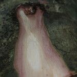 Hylodendron gabunense Corteza