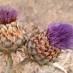 Cynara cardunculusBlüte