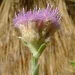 Pluchea sericea Flower