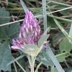 Trifolium medium Žiedas