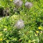 Pulsatilla alpinaFfrwyth