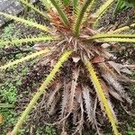 Chamaerops humilis Casca