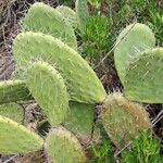 Opuntia littoralis Lapas