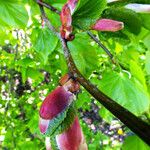 Tilia cordata Blad