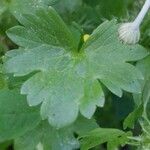 Ranunculus muricatus Blad