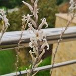 Haworthia turgida Flower