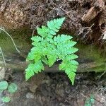 Dryopteris carthusiana برگ